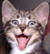 images/avatars/avatar-246.jpg