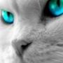 images/avatars/avatar-8003.jpg