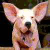 images/avatars/avatar-8893.gif